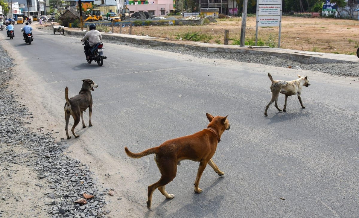 Sendhwa Launches Campaign to Protect Children from Stray Dog Attacks