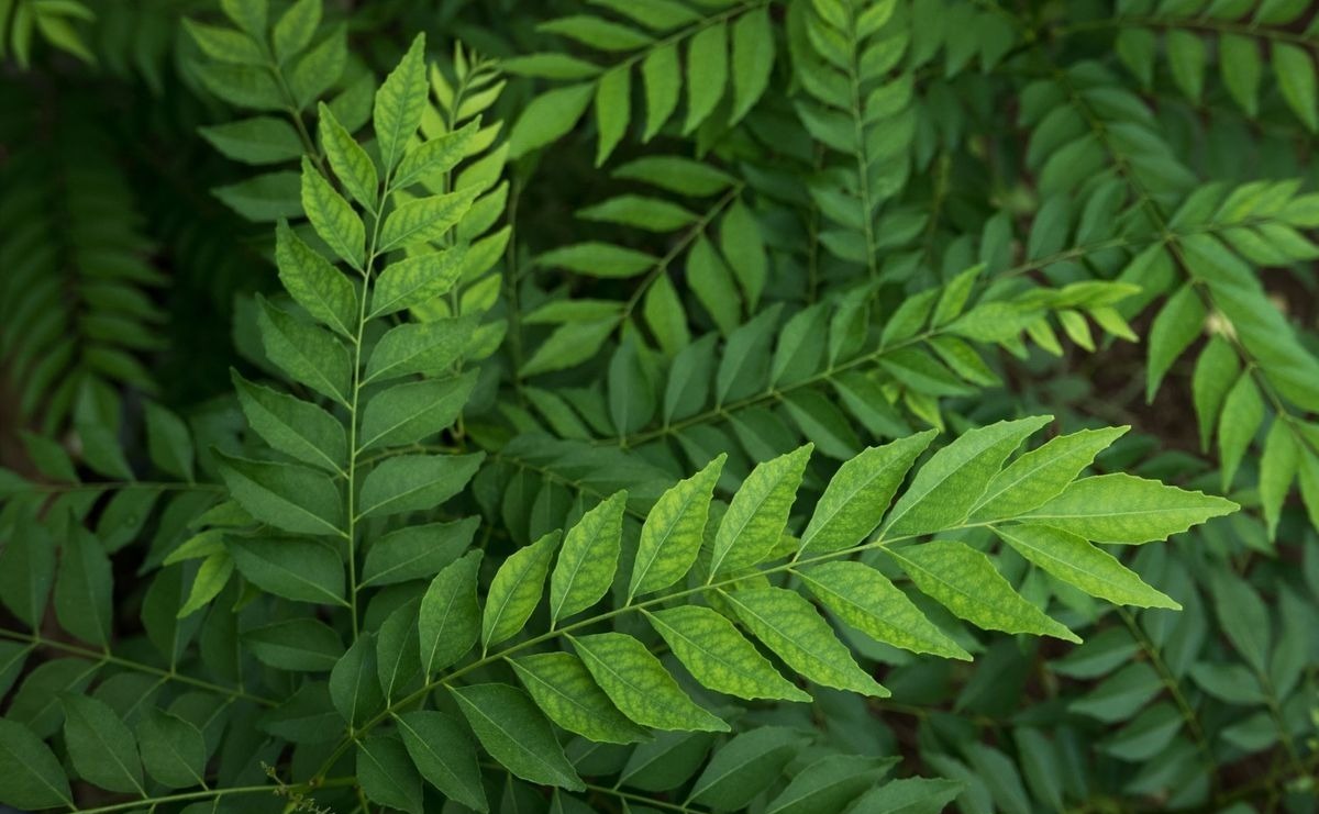 Health benefits of curry leaves you didn’t know about