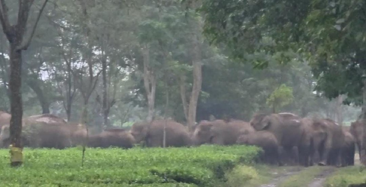 ফসল রক্ষায় বন দপ্তরের বিশেষ অভিযান