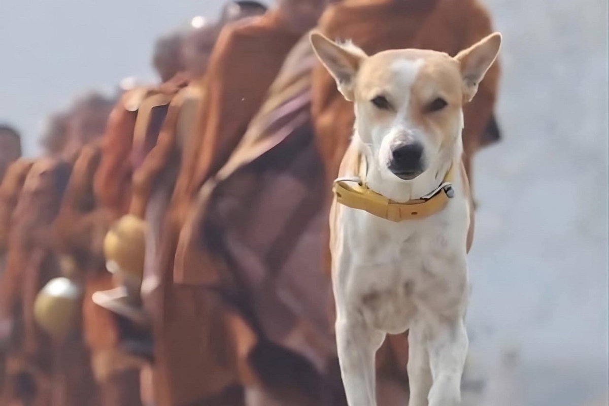 ভারতের পথ কুকুর থেকে বিশ্বশান্তির প্রতীক ‘অলোকা’